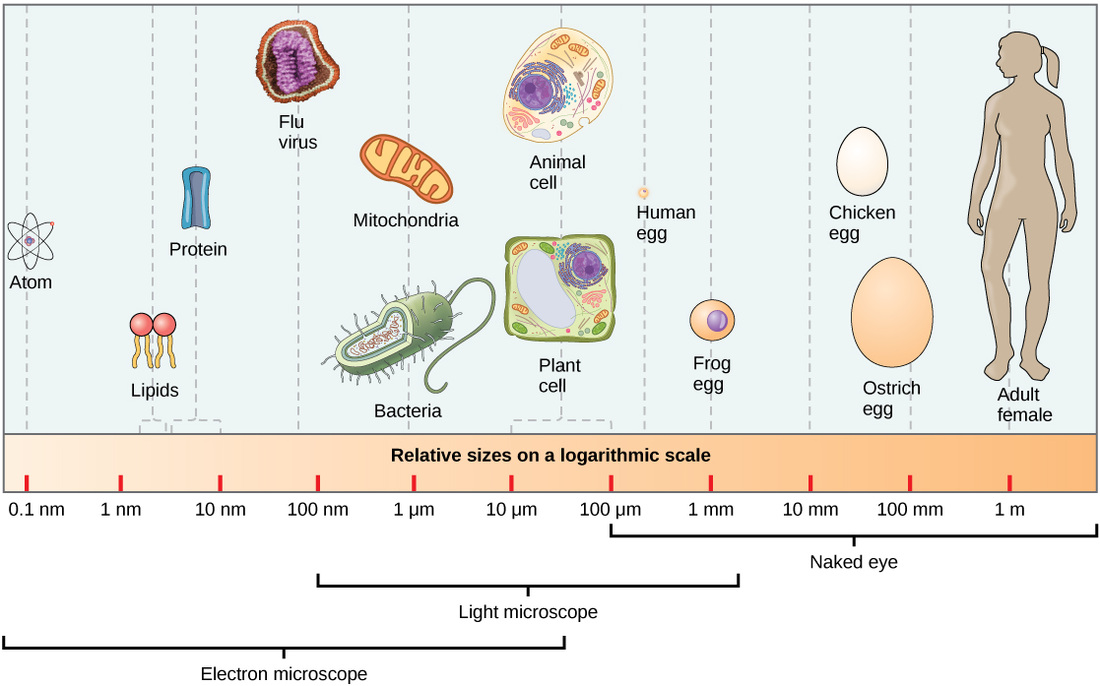 A Visual Size Comparison Of Microorganisms On A Human Scale - borninspace